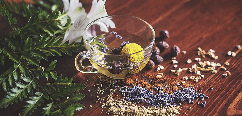 Gesunde Kräuter für Hunde